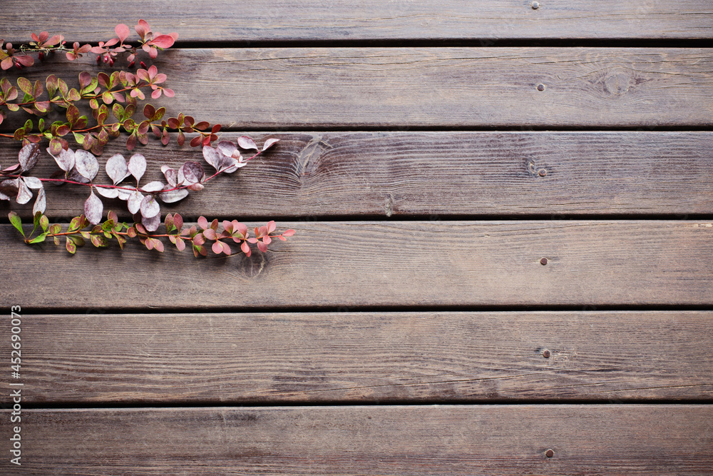 barberry branches on old wooden background barberry branches on old wooden background