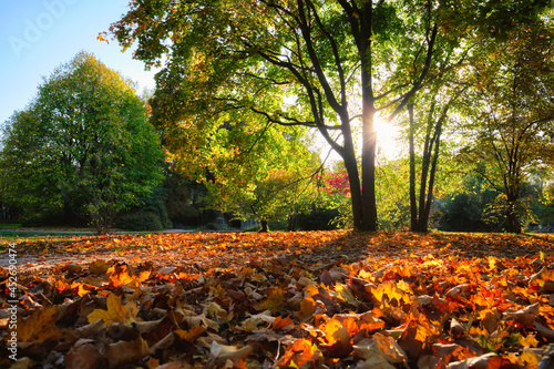 Golden autumn fall October in famous Munich relax place - Englishgarten. Munchen, Bavaria, Germany photo