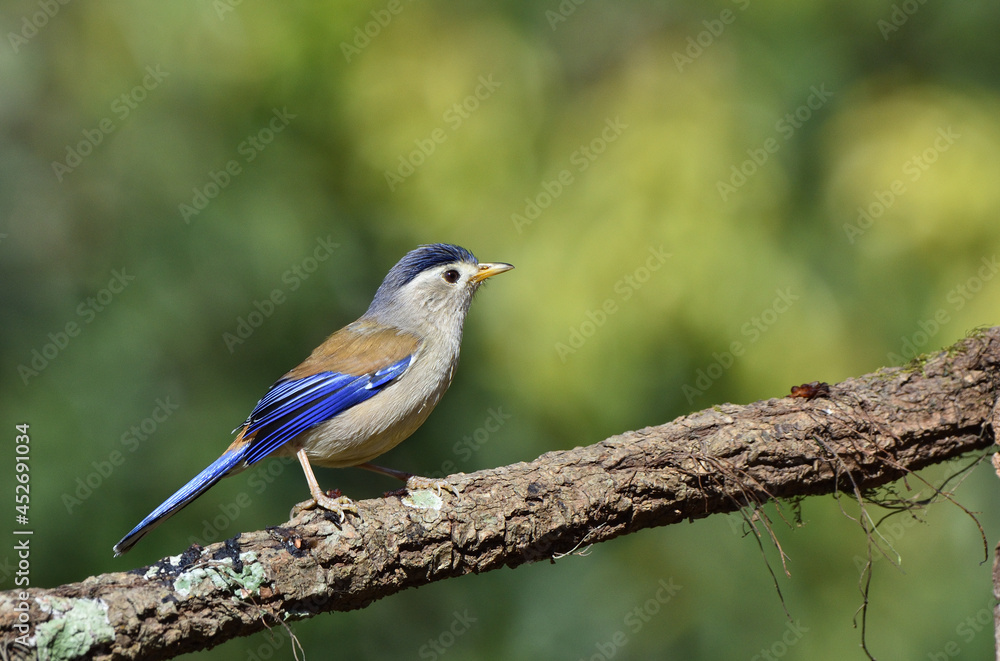 Beautiful Bird Frames