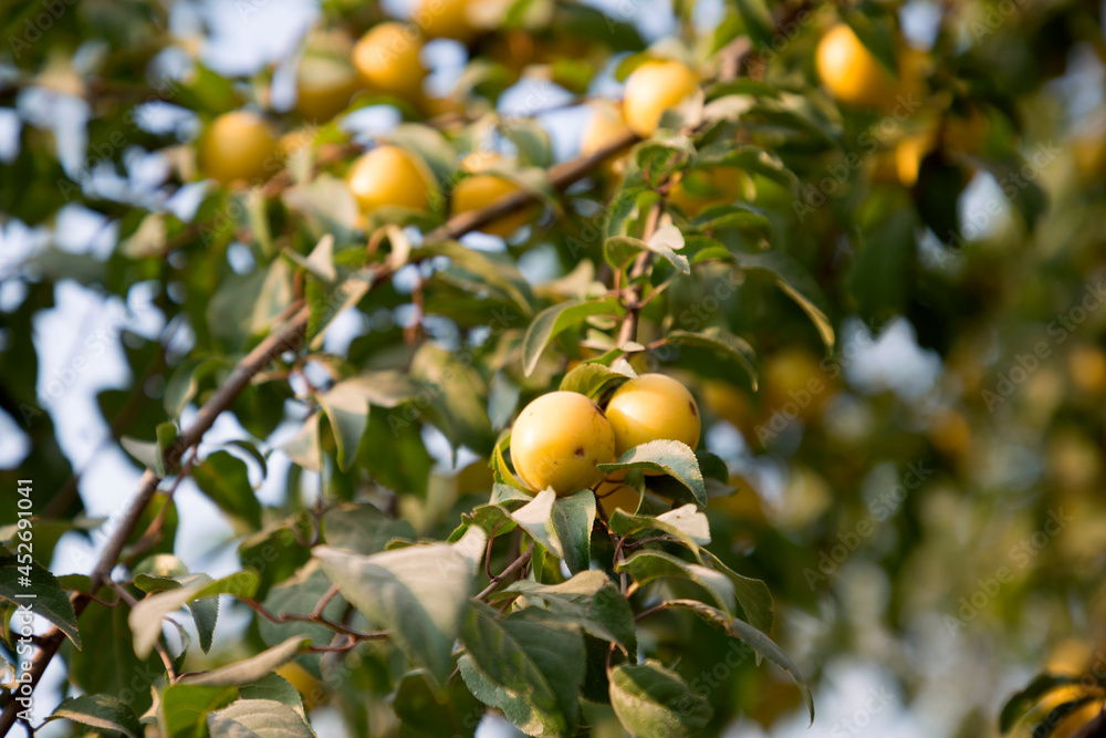 Yellow plum on branch
