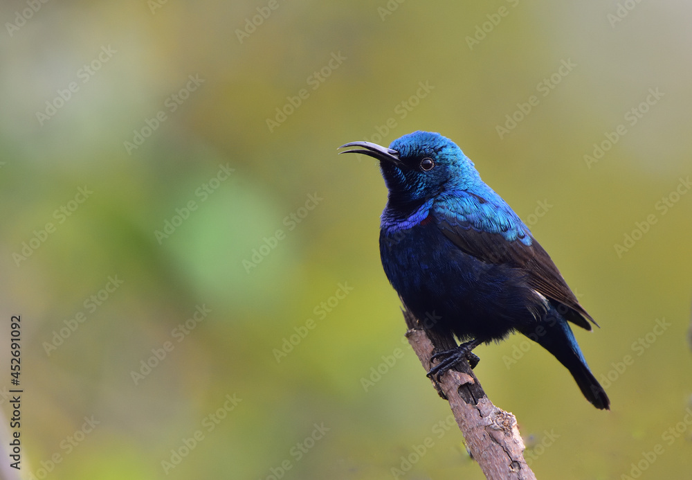Beautiful Bird Frames Beautiful Bird Frames