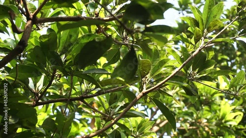 Sapodilla leaves (Manilkara zapota, sapota, chikoo, naseberry, sawo, nispero) in the nature background. The name 