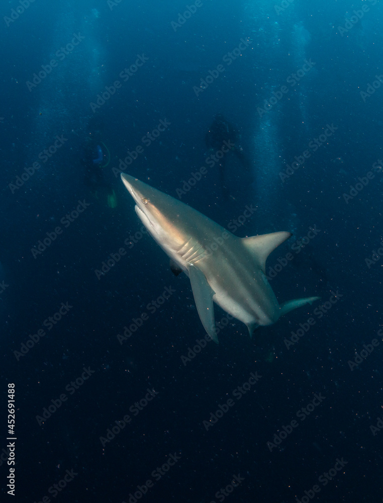 Obraz premium Blacktip (Zambezi) Shark in South Africa