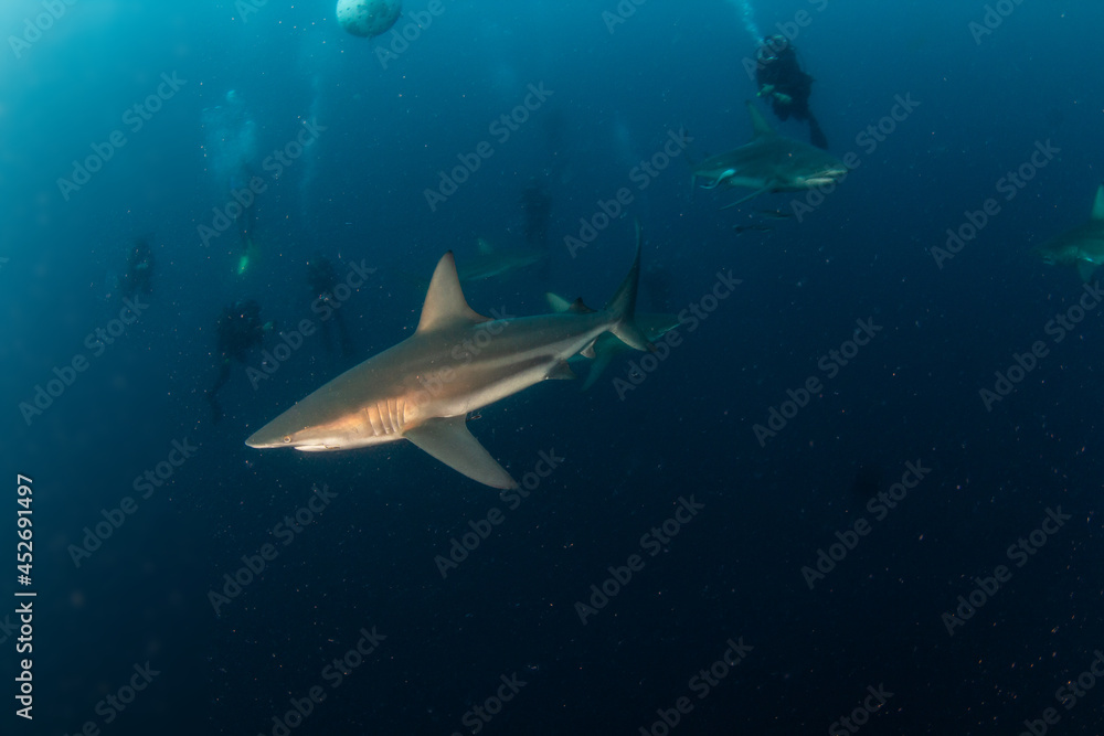Obraz premium Blacktip (Zambezi) Shark in South Africa