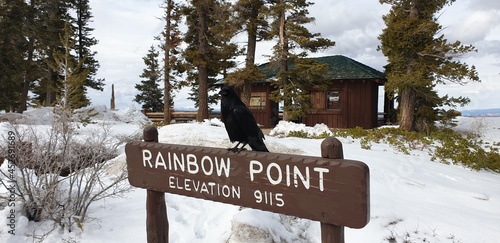 bryce canyon rainbow point bird