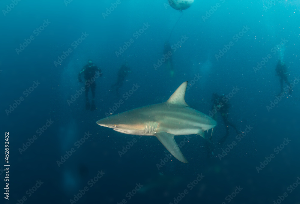 Naklejka premium Blacktip (Zambezi) Shark in South Africa
