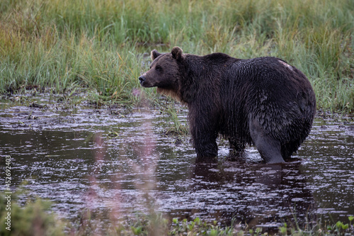 Wild brown bear on the swamp.