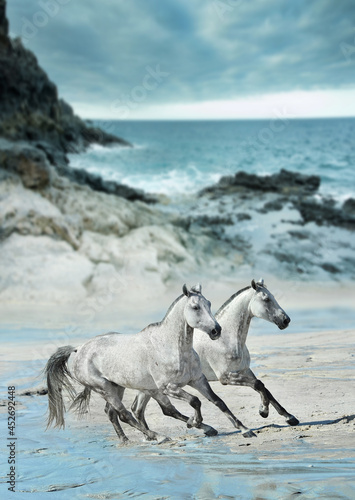 dwa białe konie biegnące galopem po plaży