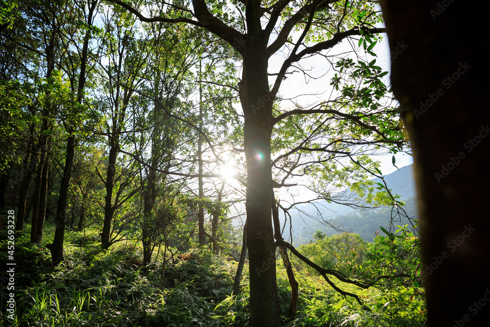 Fototapeta premium Beautiful scene misty forest with sun rays through the tree leaves,lens flare.