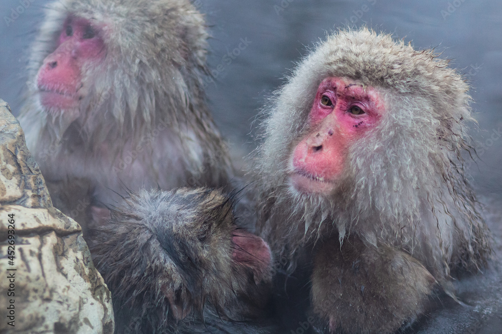 Naklejka premium Japanese snow monkeys bathing in hot spring in winter