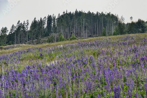 Lupine, Lupinenbohne, Wolfsbohne, Feigbohne, Lupinen, violett, Blume, Sternalm, Hochstein, Östtirol, Lienz, Blüte, Blüten, Blütenmeer, Schmetterlingsblütler, Hülsenfrüchtler, Wiese, Blumenwiese, Alm,  photo