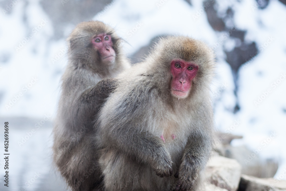 Japanese snow monkeys sitting on the stone above the hot springs Japanese snow monkeys sitting on the stone above the hot springs