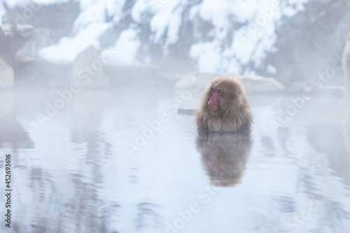 Obraz na płótnie Japanese snow monkey bathing in hot spring in winter