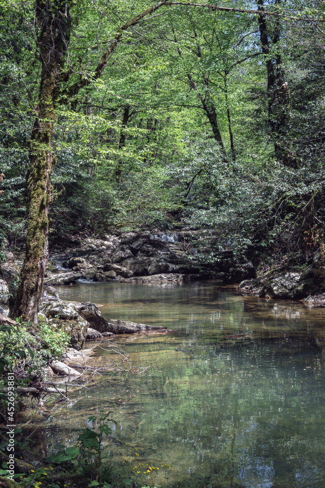 Fototapeta premium A river with rapids in mountain woods drowning in lush vegetation. Sochi national park, Russia, summertime. Mountain creek, outdoor, nature reserve, traveling, hiking.