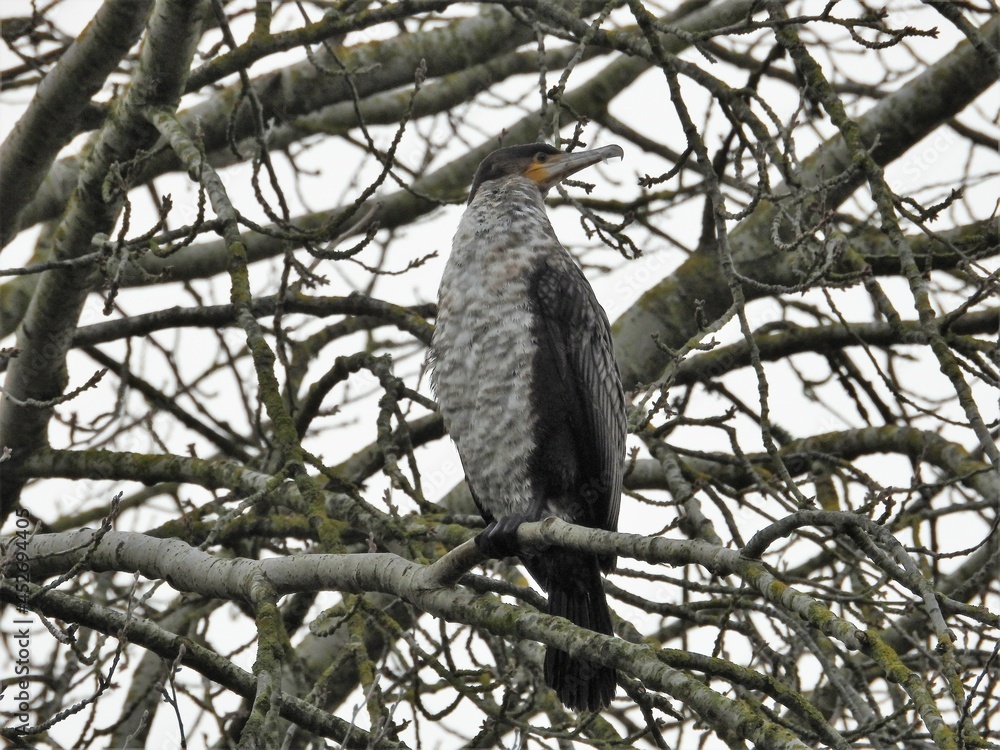 Young Cormorant In Tree Young Cormorant In Tree