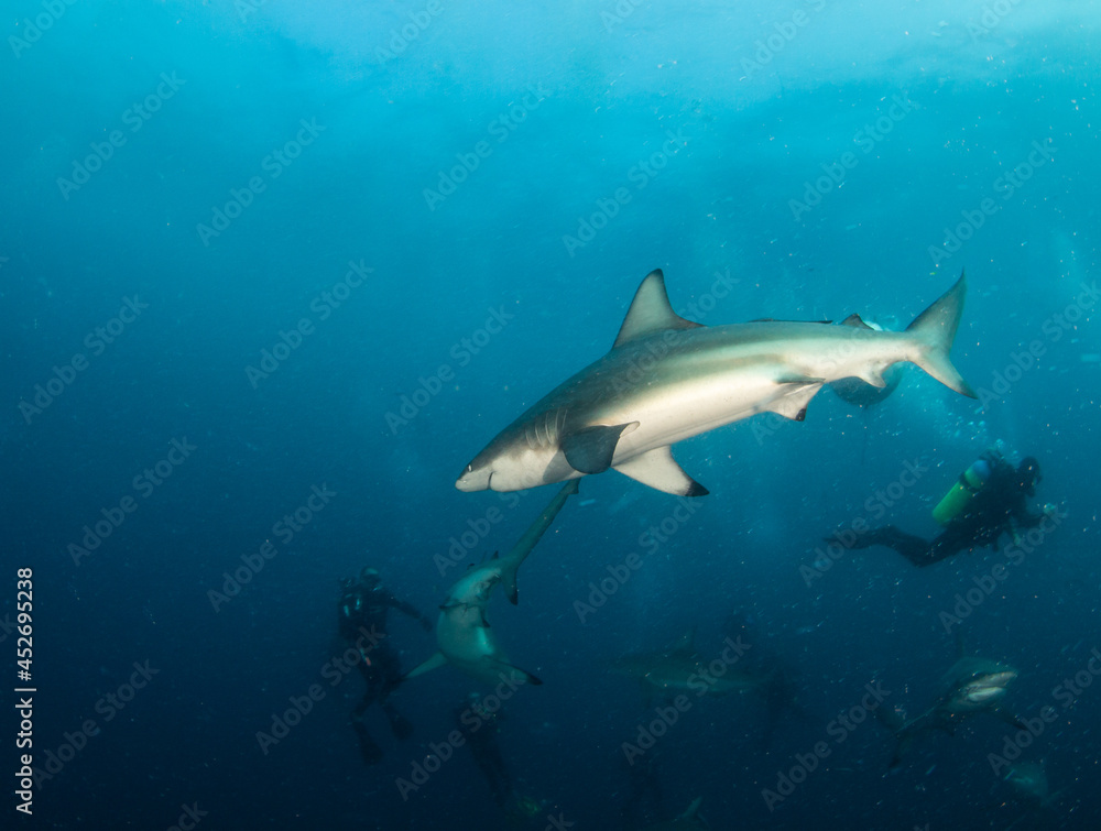 Blacktip (Zambezi) Shark in South Africa Blacktip (Zambezi) Shark in South Africa