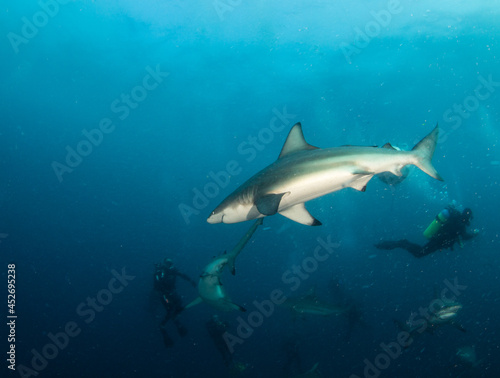 Blacktip (Zambezi) Shark in South Africa © Michael Bogner