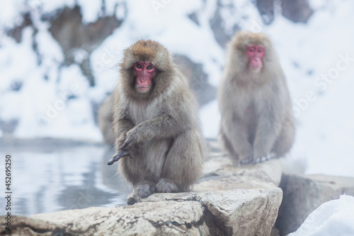 Japanese snow monkeys sitting on the stone © Denys
