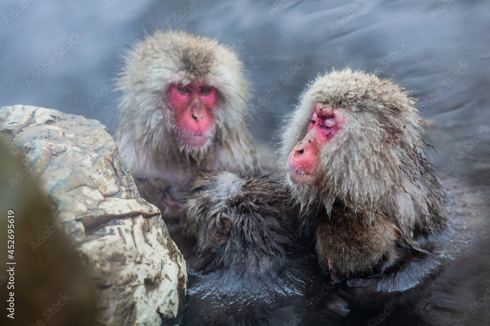 Naklejka premium Japanese snow monkeys relaxing while bathing in hot spring in winter 