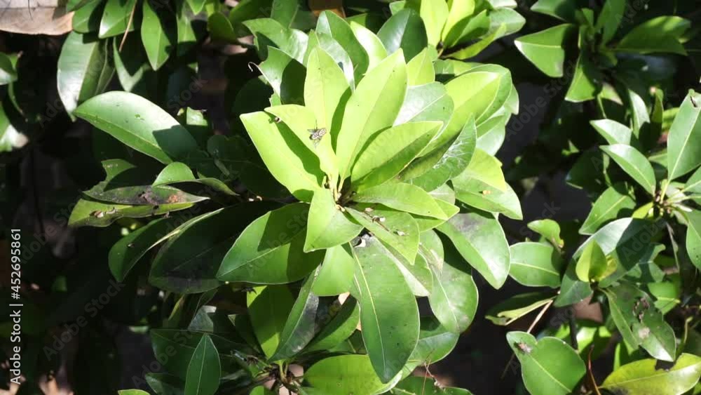 Sapodilla leaves (Manilkara zapota, sapota, chikoo, naseberry, sawo, nispero) in the nature background. The name Sapodilla leaves (Manilkara zapota, sapota, chikoo, naseberry, sawo, nispero) in the nature background. The name