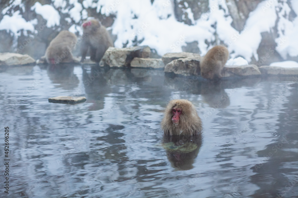Naklejka premium Japanese snow monkey soaking in the hot spring 