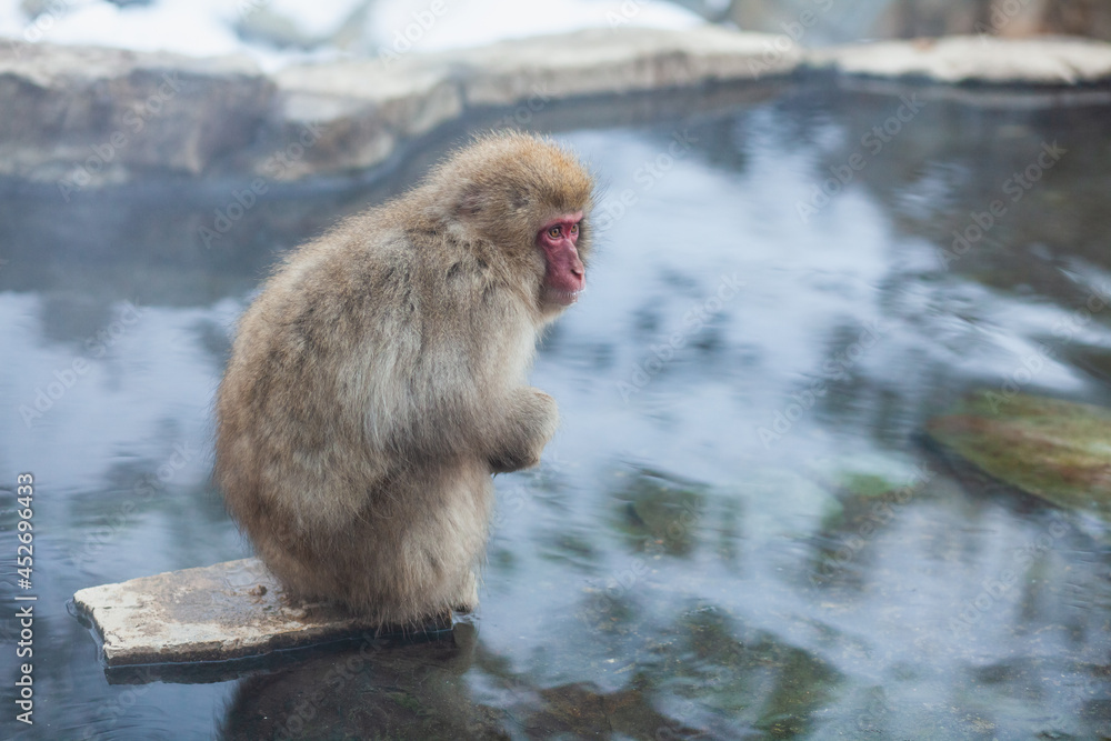 Naklejka premium Japanese snow monkey sitting on the stone in the middle of the hot spring
