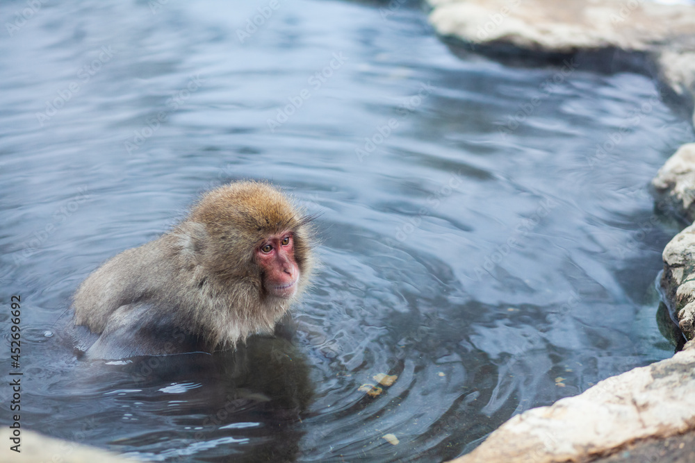 Fototapeta premium Japanese snow monkey bathing in hot spring water in winter