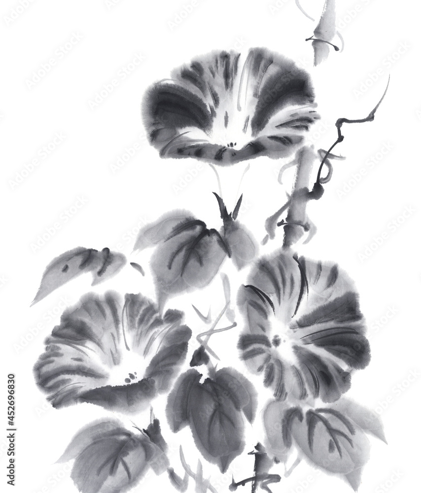 朝顔 絞り咲き 墨絵イラスト Stock Illustration Adobe Stock