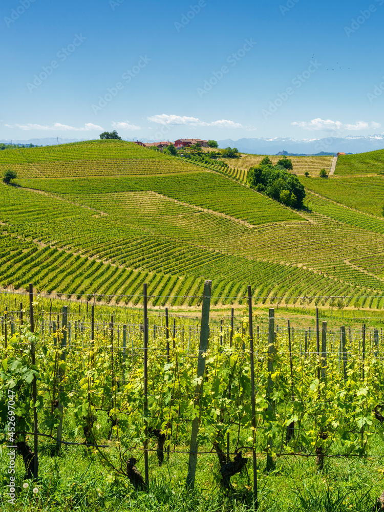 Vineyards of Langhe, Piedmont, Italy at May