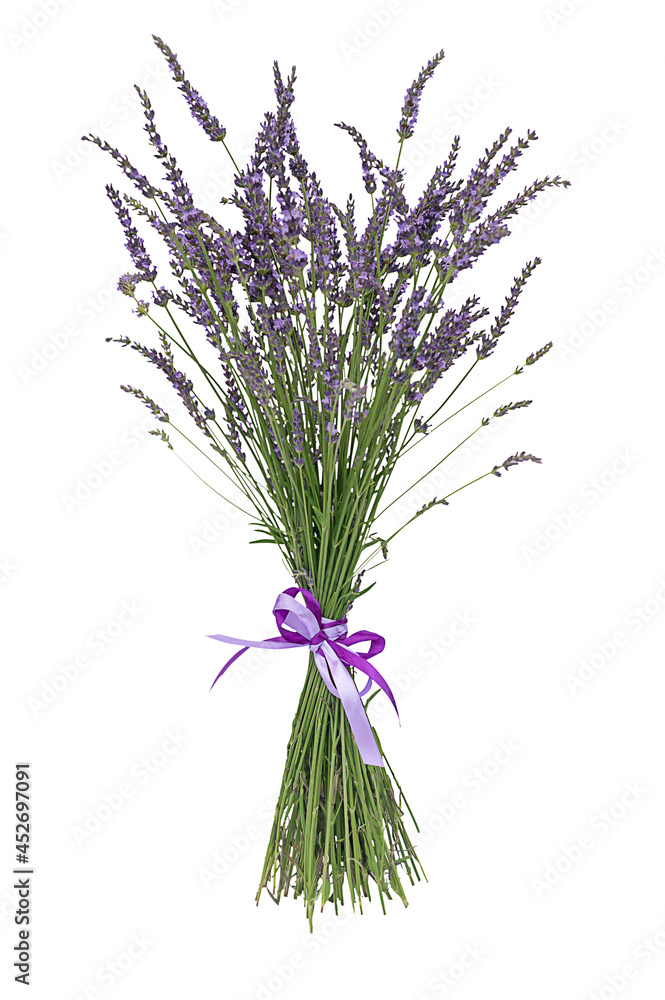 Levander, aka levandula, violet flowering plant isolated Levander, aka levandula, violet flowering plant isolated