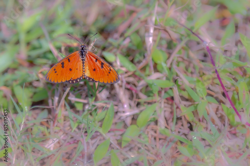 Butterflies are insects in the macrolepidopteran clade Rhopalocera from the order Lepidoptera, which also includes moths. Adult butterflies have large, often brightly coloured wings, and conspicuous