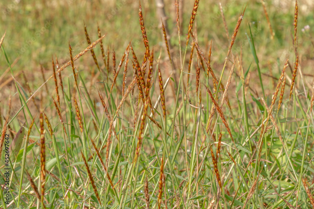 Weeds that grow wild in rice fields become weeds and become enemies of farmers because they reduce land productivity Weeds that grow wild in rice fields become weeds and become enemies of farmers because they reduce land productivity