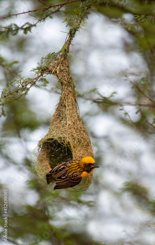 Birds and Landscapes 