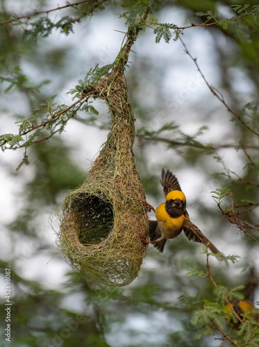 Birds and Landscapes 