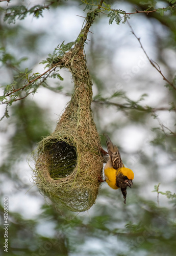 Birds and Landscapes 