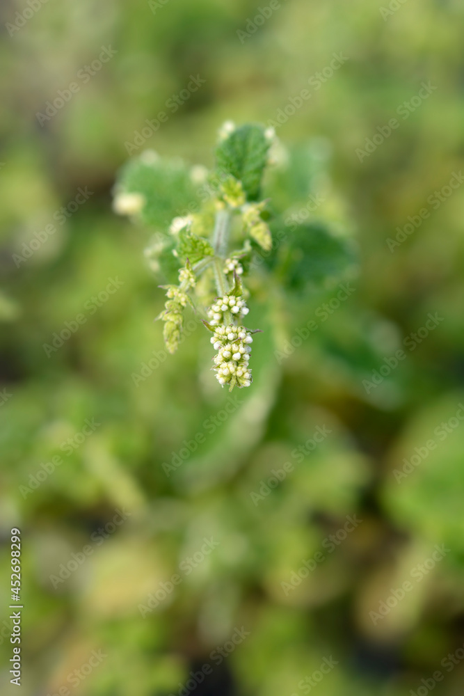 Pineapple mint Pineapple mint