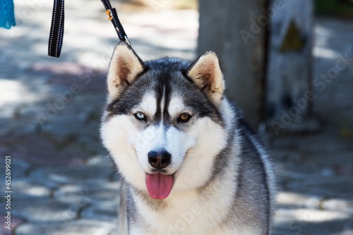 Husky Taken For A Walk