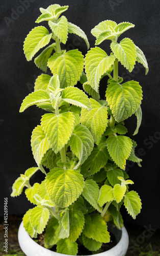 Das Australische Zitronenblatt Plactranthus species Mont Carbine photo