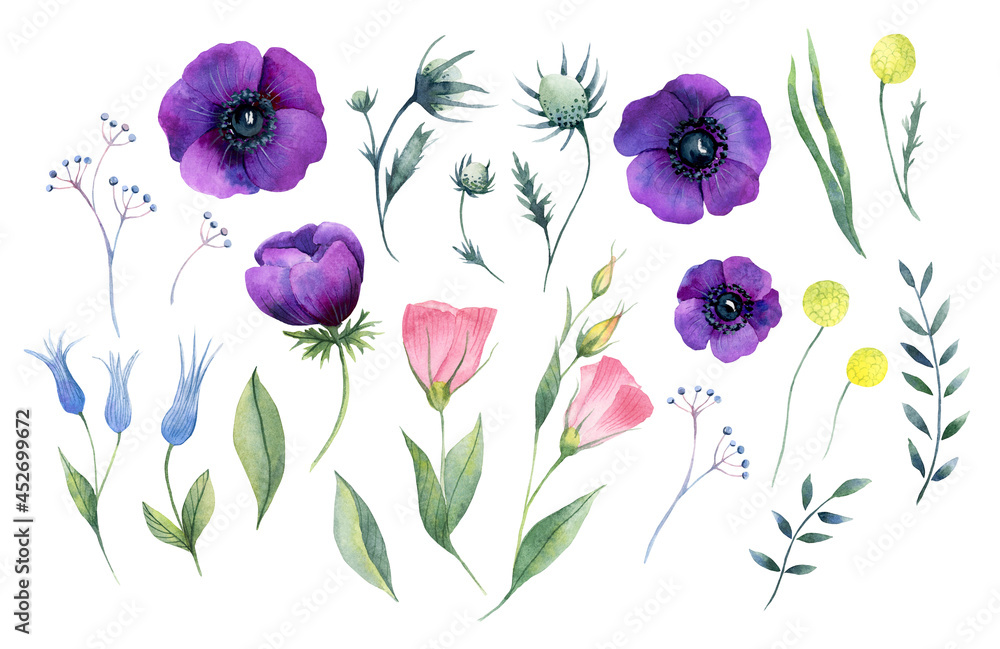 Obraz premium Set of watercolor flowers with anemones