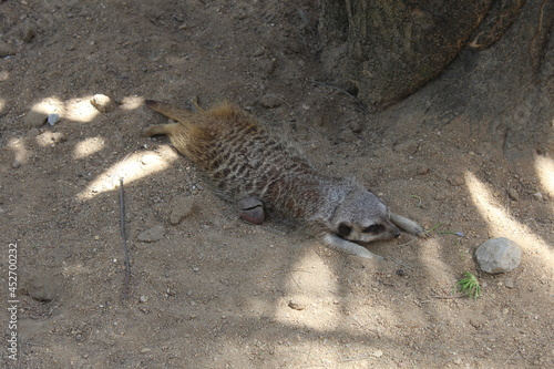 Suricata