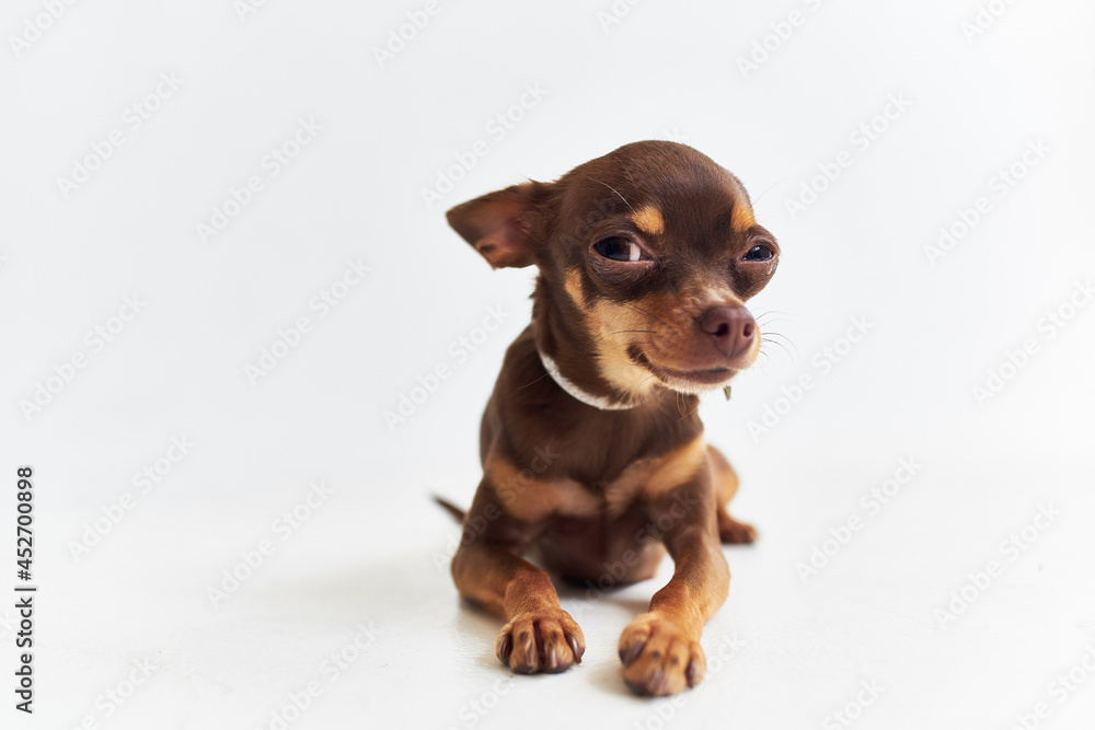 pedigree dog chihuahua posing isolated background