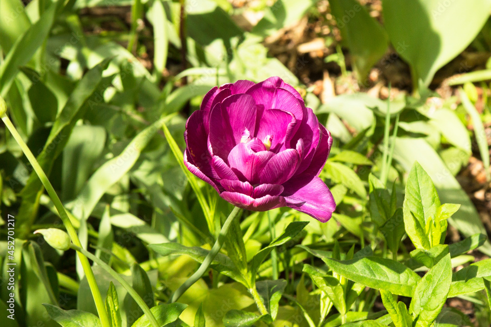 Purple tulips. The variety is peony. Many petals. Spring flowers. Gift for mom. Background, postcard Purple tulips. The variety is peony. Many petals. Spring flowers. Gift for mom. Background, postcard