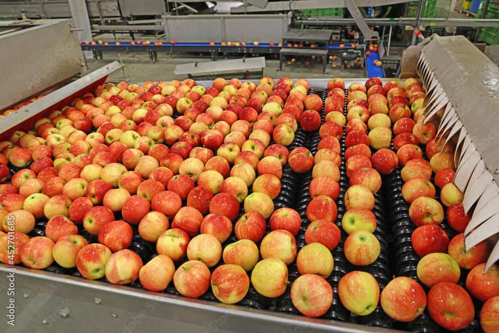 Clean fresh apples moving on conveyor sorting and grading by the machine in a fruit packing warehouse