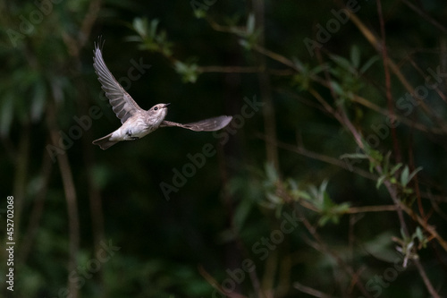 Spotted flycatcher // Grauschnäpper (Muscicapa striata)  © bennytrapp