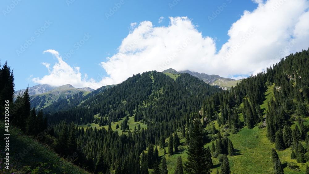 Green high mountains covered with coniferous trees. Fluffy white clouds hovered over the peak. Purple flowers, green grass, Christmas trees grow. Hiking through a gorge in the mountains. Kazakhstan