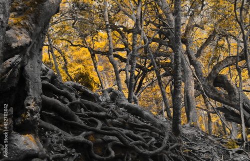 autumn landscape with old roots covered forest floor, the roots are preventing soil erosion
