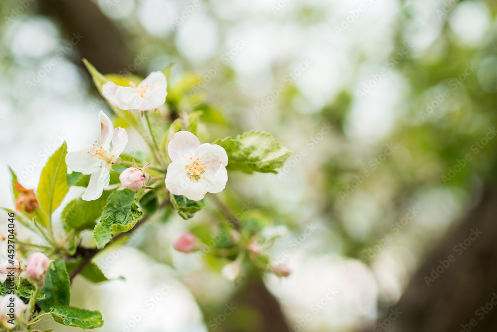 Obraz premium Blooming apple tree in spring. Nature blurry background