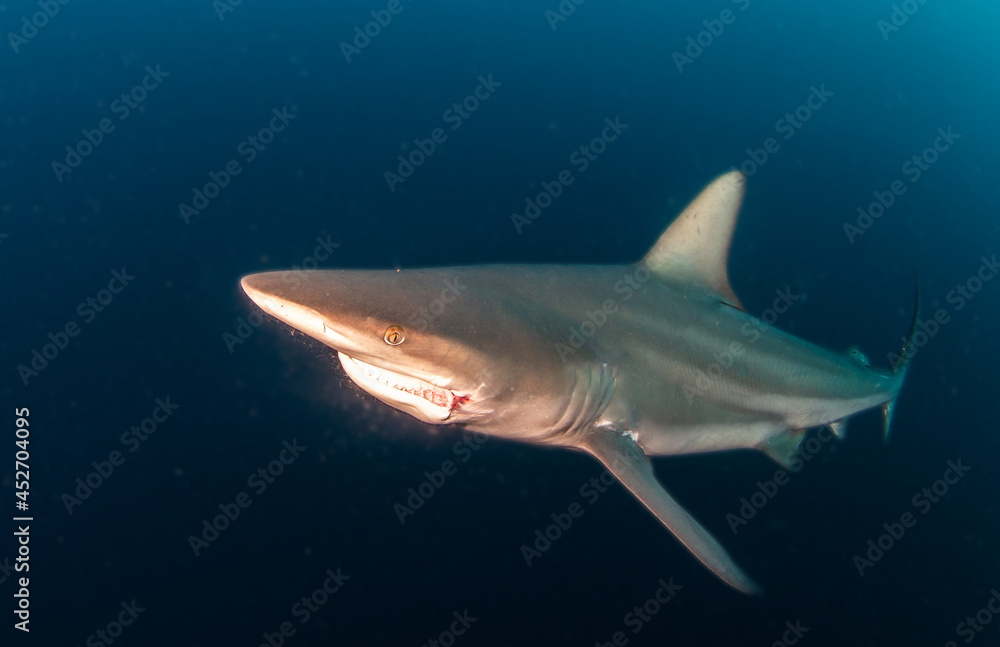 Fototapeta premium Blacktip (Zambezi) Shark in South Africa