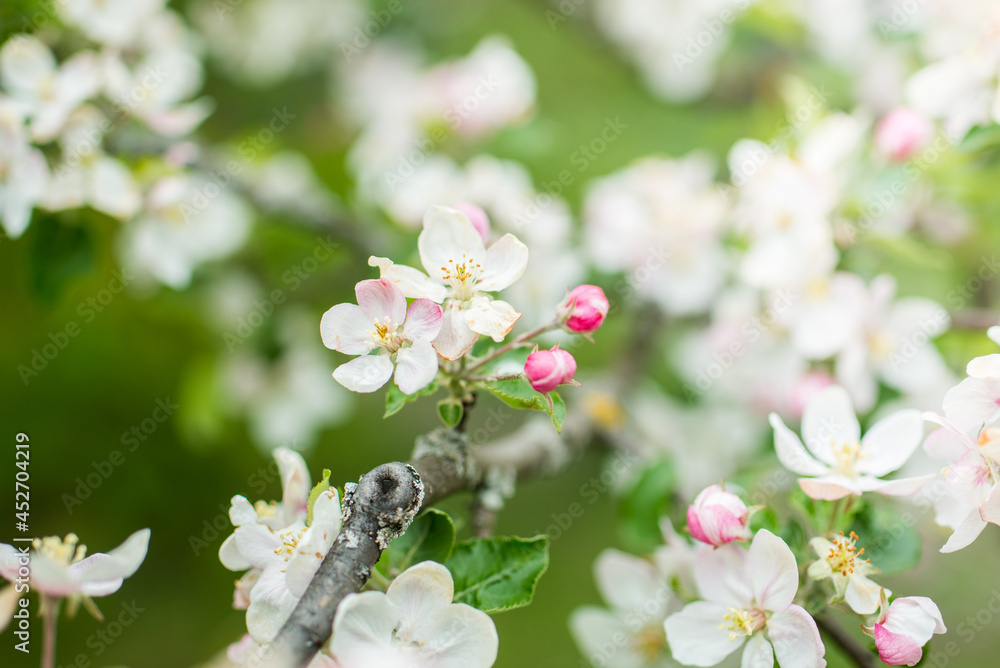 Blooming apple tree in spring. Nature blurry background