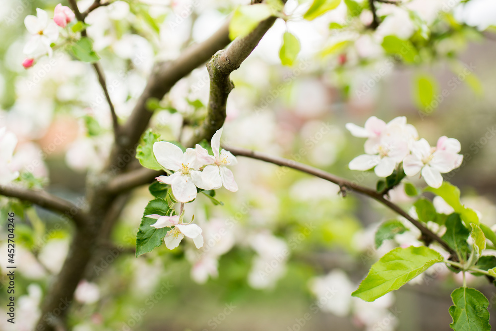 Obraz premium Blooming apple tree in spring. Nature blurry background